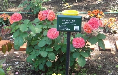光が丘公園にあるバラ園「四季の香ローズガーデン」 - 樹名板から知ることができるバラの豆知識