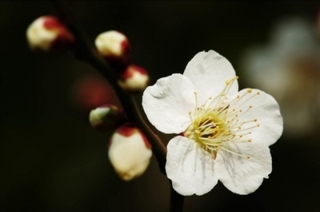 花とみどりの相談所で植物とふれあおう-練馬のおすすめニュース編集室