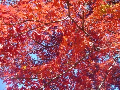 練馬区で紅葉を楽しもう！ - 鮮やかに色づいていくモミジの様子を堪能しよう