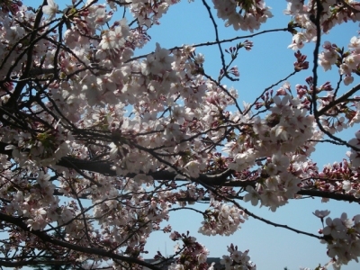 練馬区のお花見スポットはここ！ - 今年も桜のシーズン到来！　区内のおすすめSPOTは？