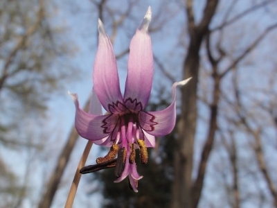 カタクリの花が楽しめる「清水山憩いの森」 - カタクリの平均寿命は40～50年！