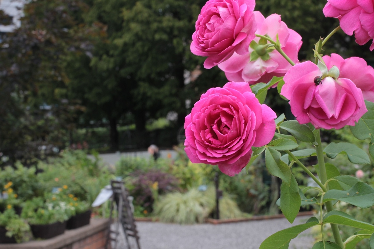 練馬区の四季の香ローズガーデンへ！バラの香りに包まれる癒しの世界、見どころを徹底解説 - 
