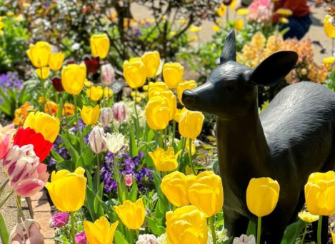 光が丘にある四季の香ローズガーデンのイベント - 【誰もがが楽しめるイベント】