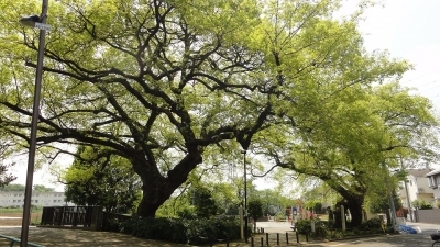 休日は、公園散歩がおすすめ！