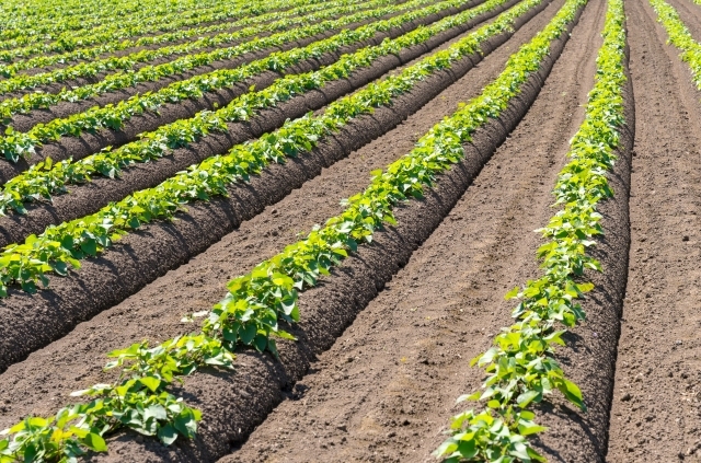 都市と自然が共存する練馬区の農業事情 都市と自然が共存する練馬区の農業事情