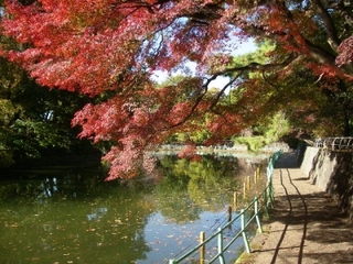 練馬区で紅葉を楽しもう！