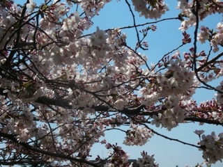 練馬区のお花見スポットはここ！