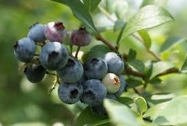 練馬で採れたブルーベリーを食べよう！