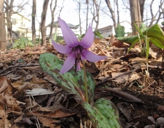 カタクリの花が楽しめる「清水山憩いの森」