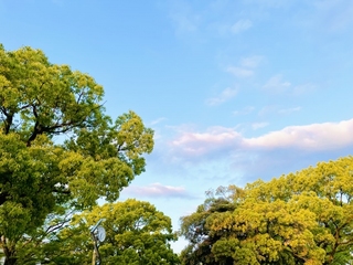 大人も子どもも憧れる！練馬区の「練馬のビバリーヒルズ」とは？都心近くで叶える緑豊かな理想の家